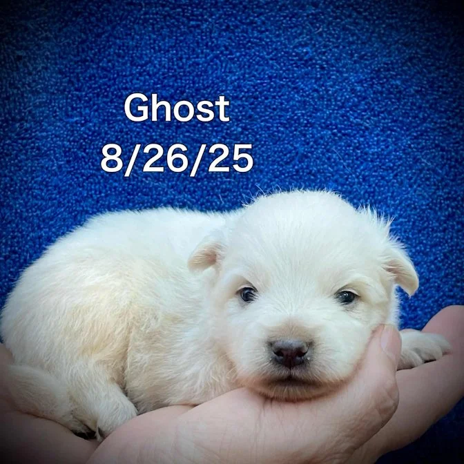 08-26 ghost b8d4b45e-6632-4a02-9f72-f7608415f1fb.jpg