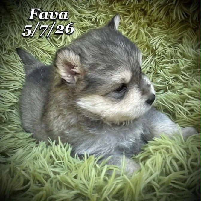 05-07 j fava 7882ab67-ef08-4ceb-9282-61be0fe19fc2.jfif