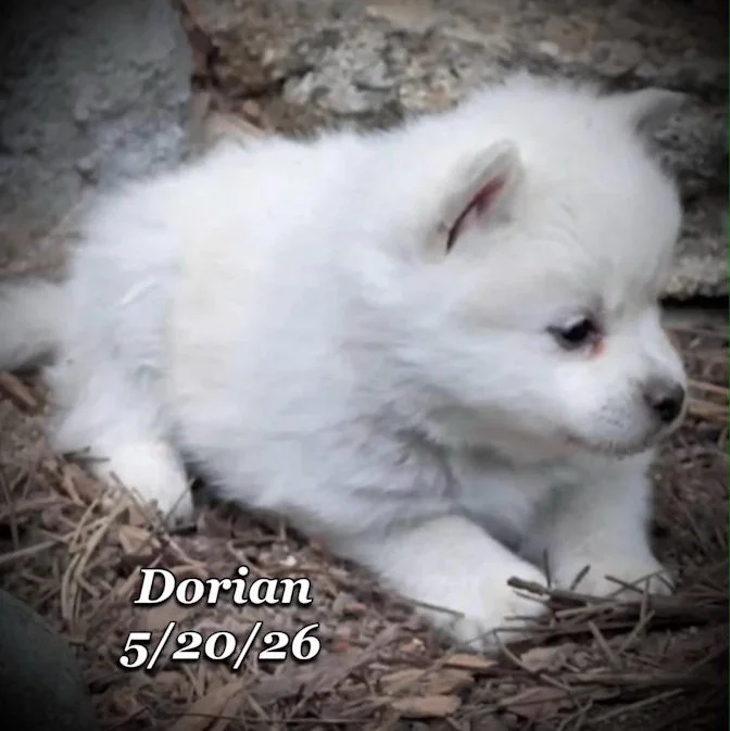 05-20 z dorian e5baa67a-7eea-4ce5-818a-e60e4b2c2236.jfif