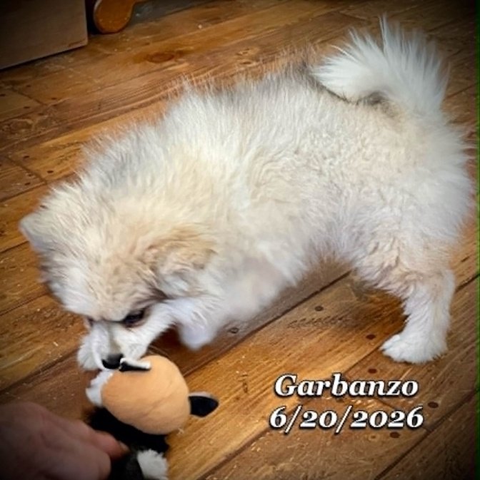 06-20 j garbanzo f02f9419-62b2-4a93-b19e-f724703c7c7b.jpg