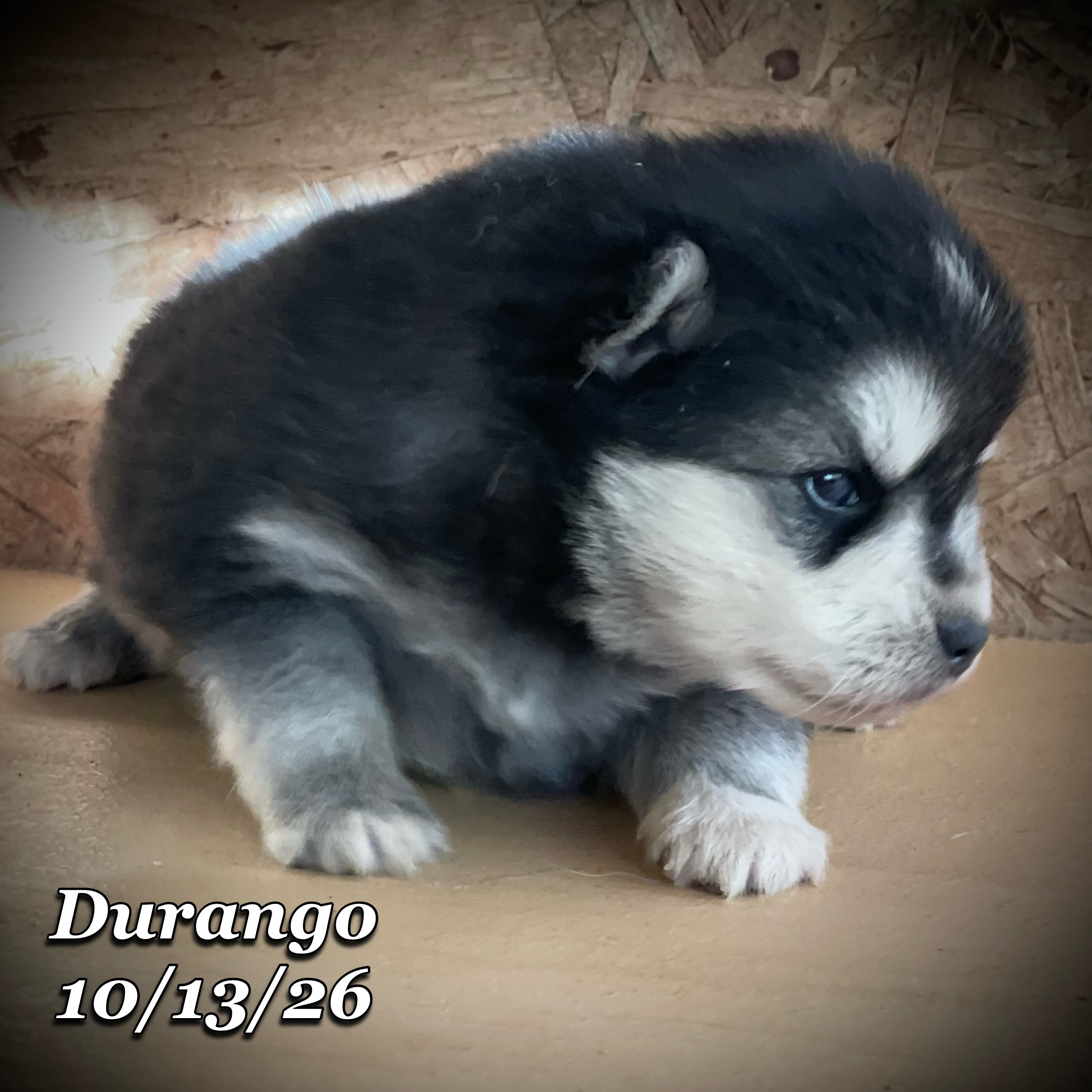 10-13 jd durango phonto 27.JPG
