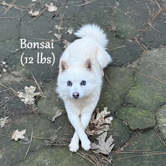 000 - bonsai 6c688eba-230a-47d7-a19b-4cb1f8d8756b.jpg