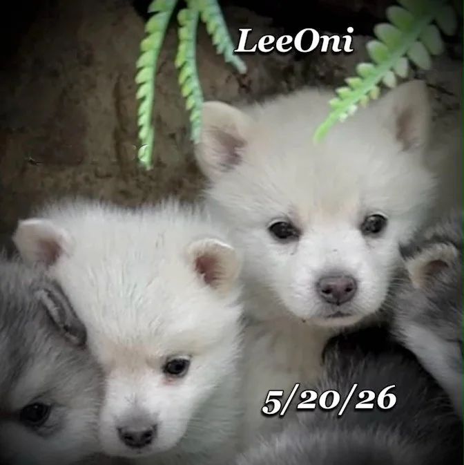 05-20 z leeoni 93a0a9ce-1606-4417-984a-51049612d73a.jfif