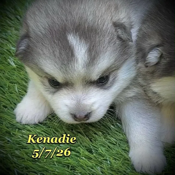 05-07 z kenadie 8f7b28cc-0000-456c-bec3-772855cc5c4d.jfif