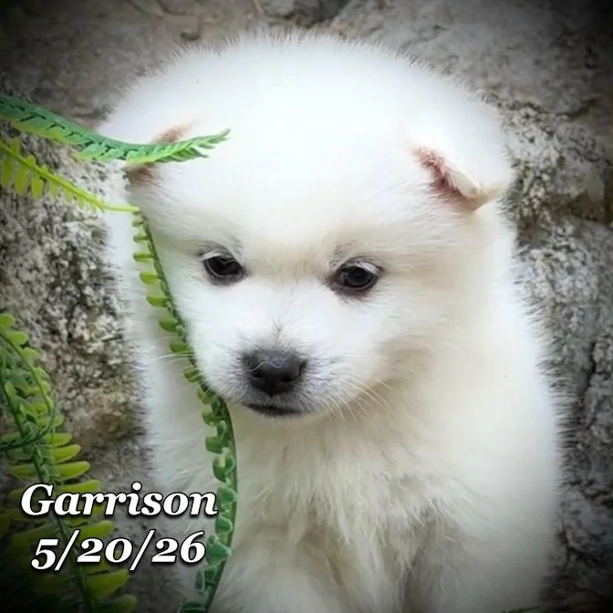 05-20 z garrison 2797e614-65eb-4191-a7be-df7487eed935.jfif