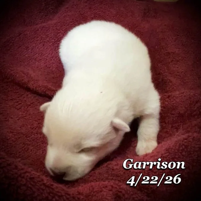 04-22 z garrison 7275aed0-dcb6-4f32-9580-ba0240761496.jfif
