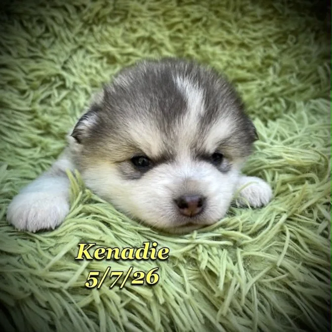 05-07 z kenadie f330eeee-4789-422f-8e54-7477c7adc816.jfif