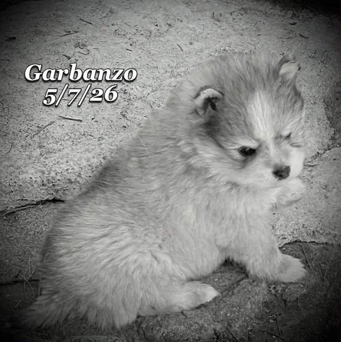 05-07 j garbanzo 2c4736a0-0b55-4f26-b676-694741bf8f03.jfif