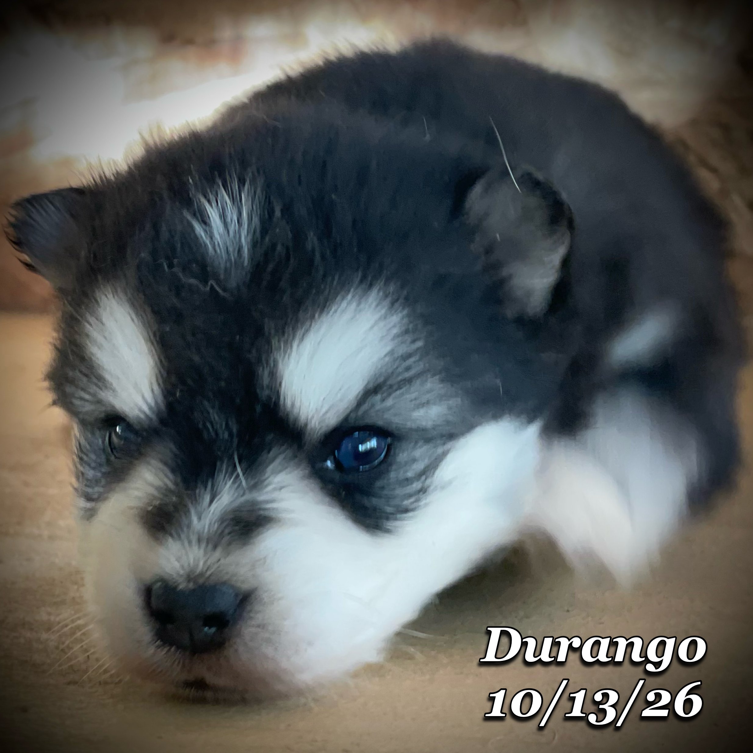 10-13 jd durango phonto 28.JPG