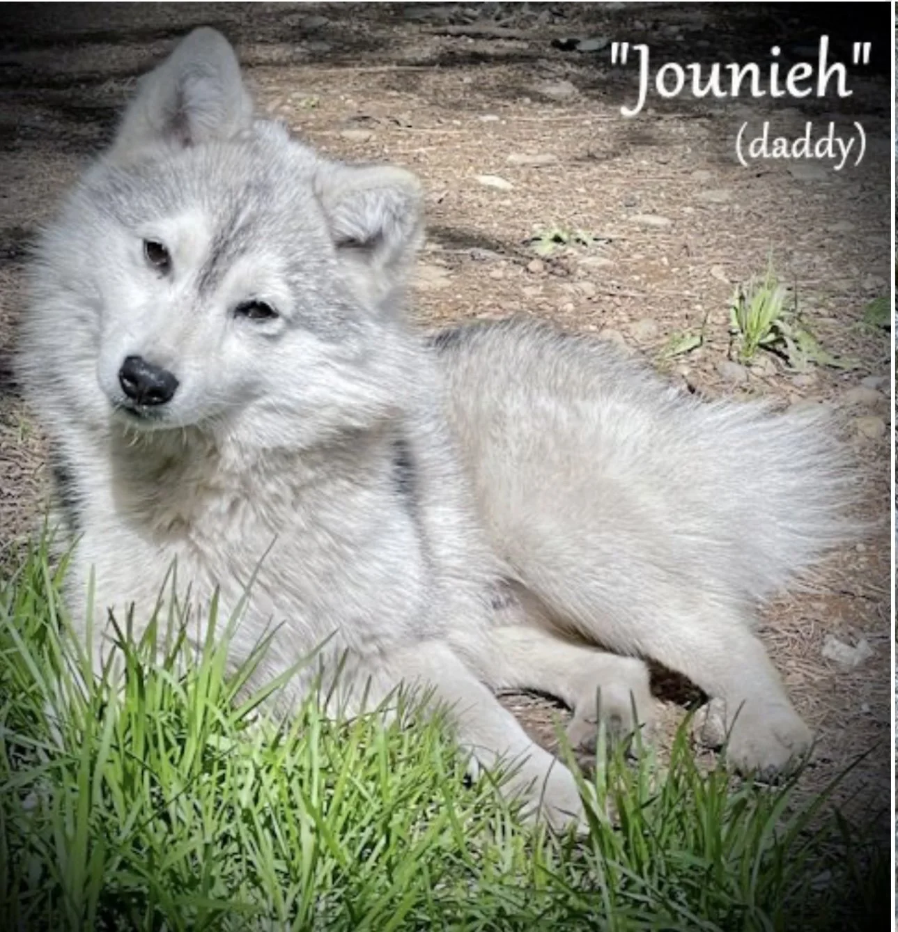 000 - jounieh 449053813_333301536482276_8930100022559974920_n.jpg