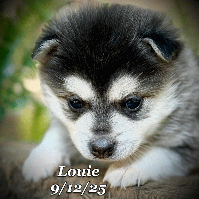 09-11 louie 4bf1317d-db64-4827-bc88-870c18c9285a.gif