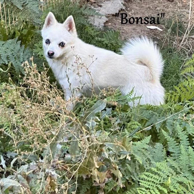 00-bonsai 458075053_502819315964161_32976012192300813_n.jpg