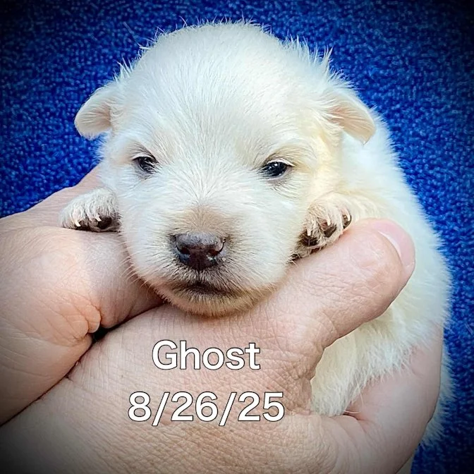 08-26 ghost 06f81fbf-8beb-47bd-86f6-60441cb96c7e.jpg