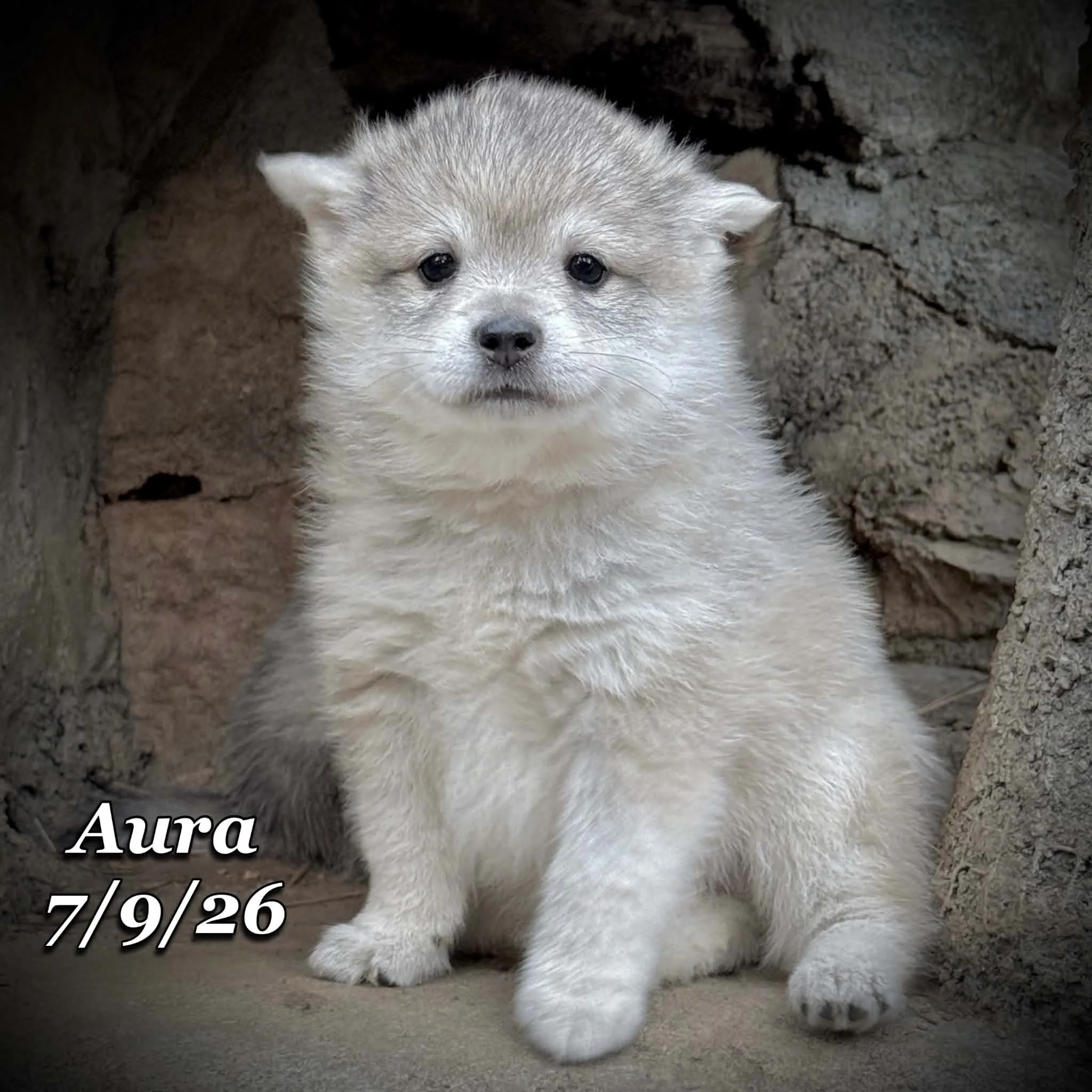 07-09 aura 44b7a304-1233-46f8-87be-f53282ae4d94.jfif