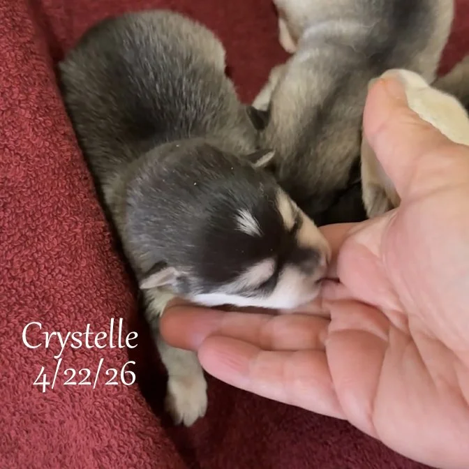 04-22 z crystelle a24f35cc-7e8a-4fb7-a44a-0e3ae2de0f9a.jfif