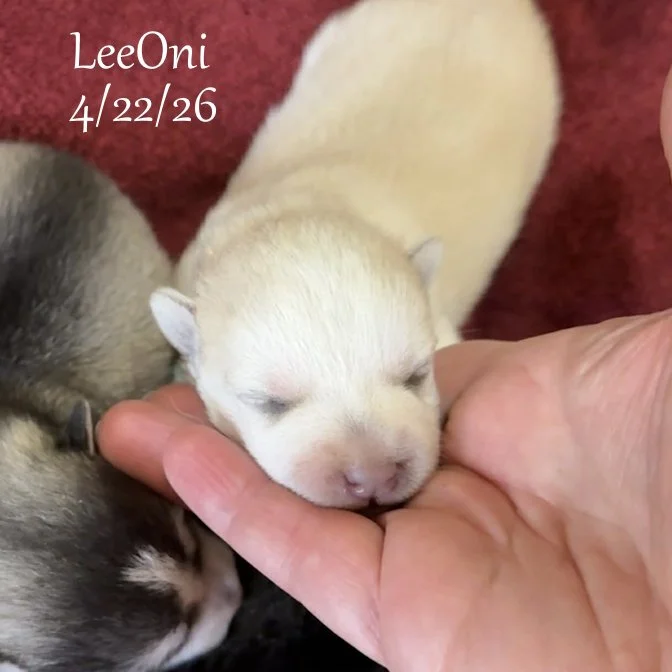 04-22 z leeoni 5a9df103-c9de-4c1a-89b2-d0bc13ae35e5.jfif