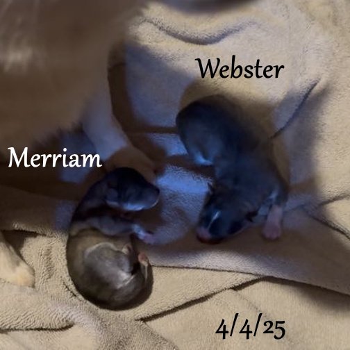 04-04 webster merriam bef006d6-7495-40bd-a376-0ac02564e0e4.jpg