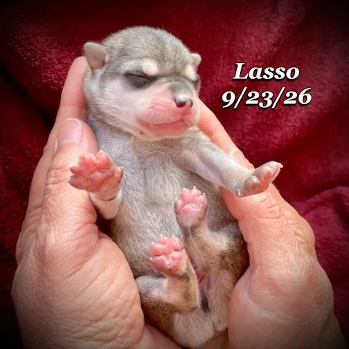 09-23 lasso 02.jpg
