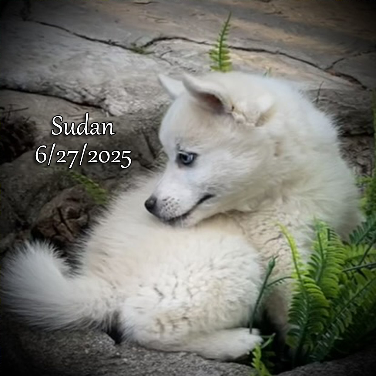 Sudan 5.jpg