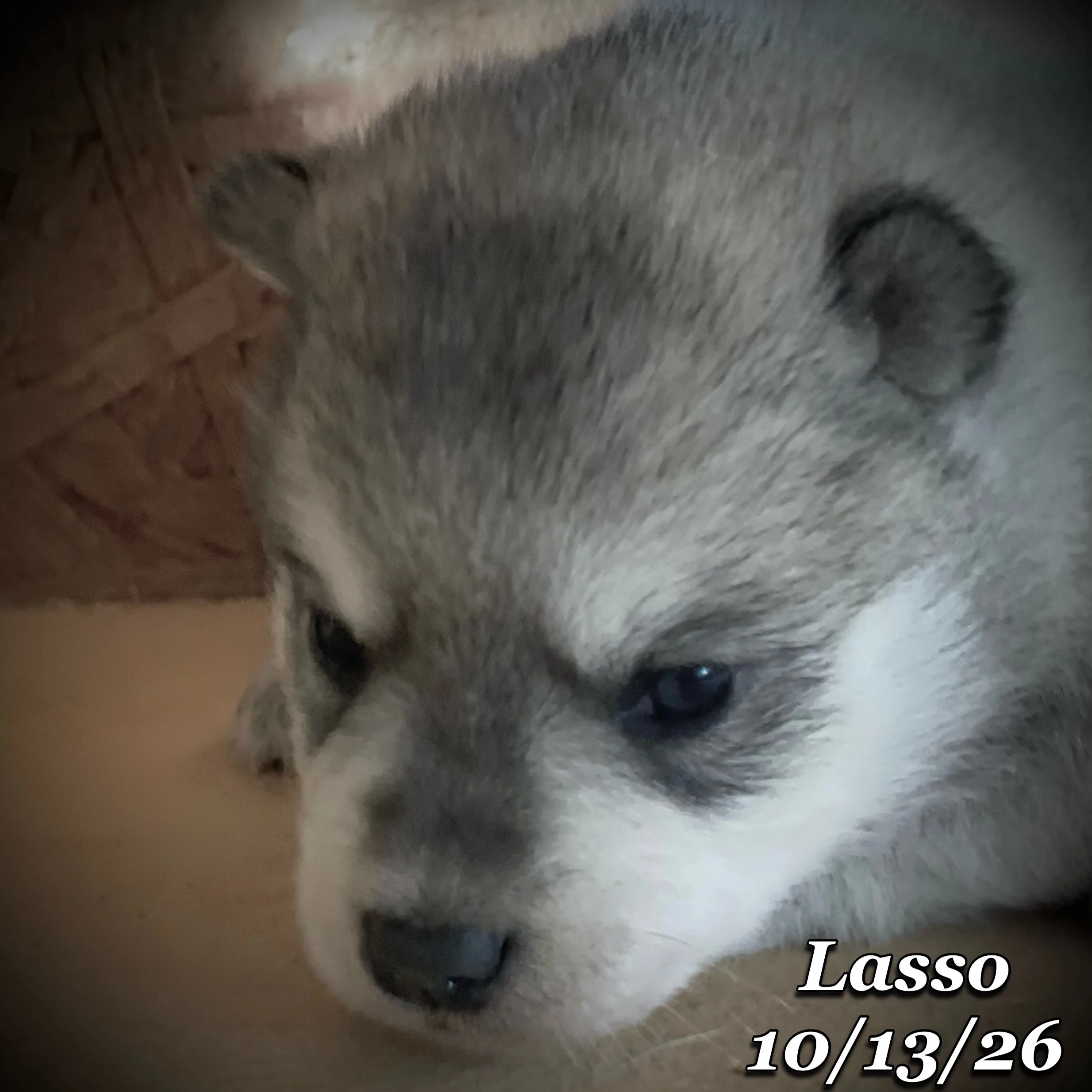 10-13 jd lasso phonto 21.JPG