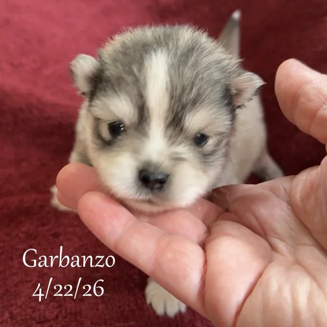 04-22 j garbanzo da772557-df3f-48e0-aa88-19587d2e03aa.jfif