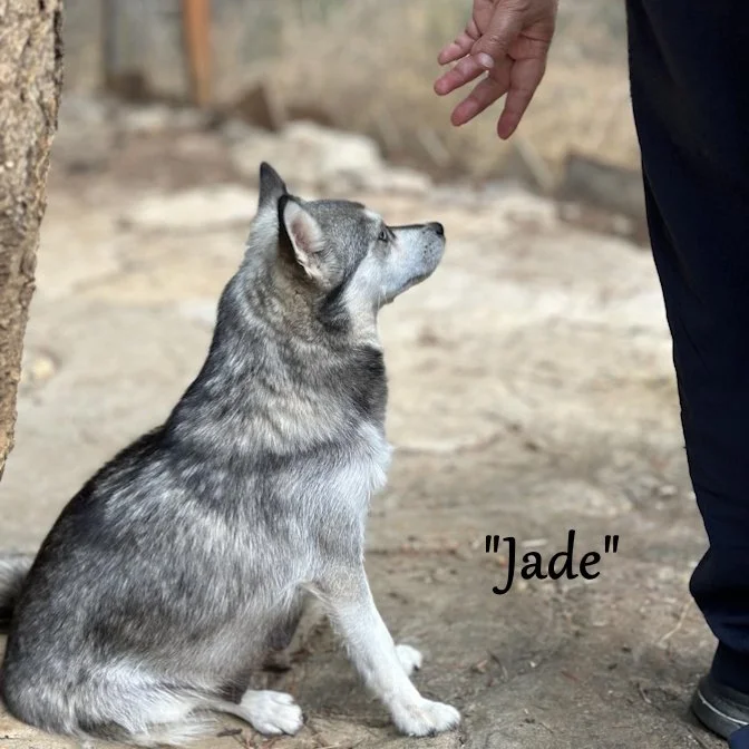 00 jade 372140997_1565823690829473_4020097225709287972_n.jpg