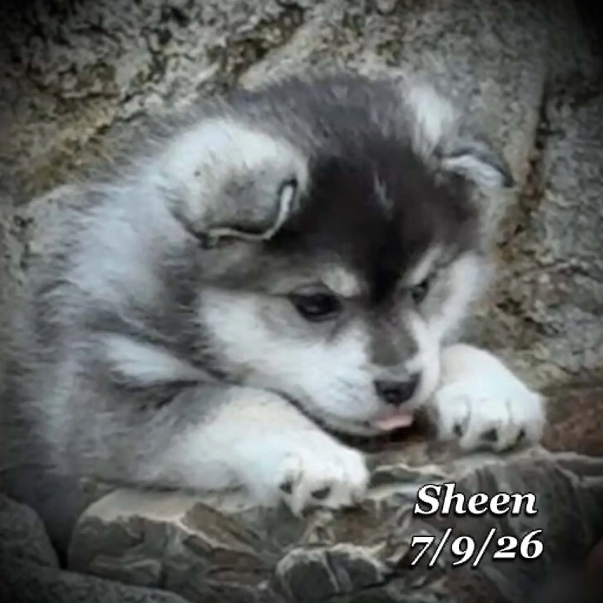 07-09 sheen 2f813aeb-5b5b-47c8-b4bb-f662b618cddf.jfif