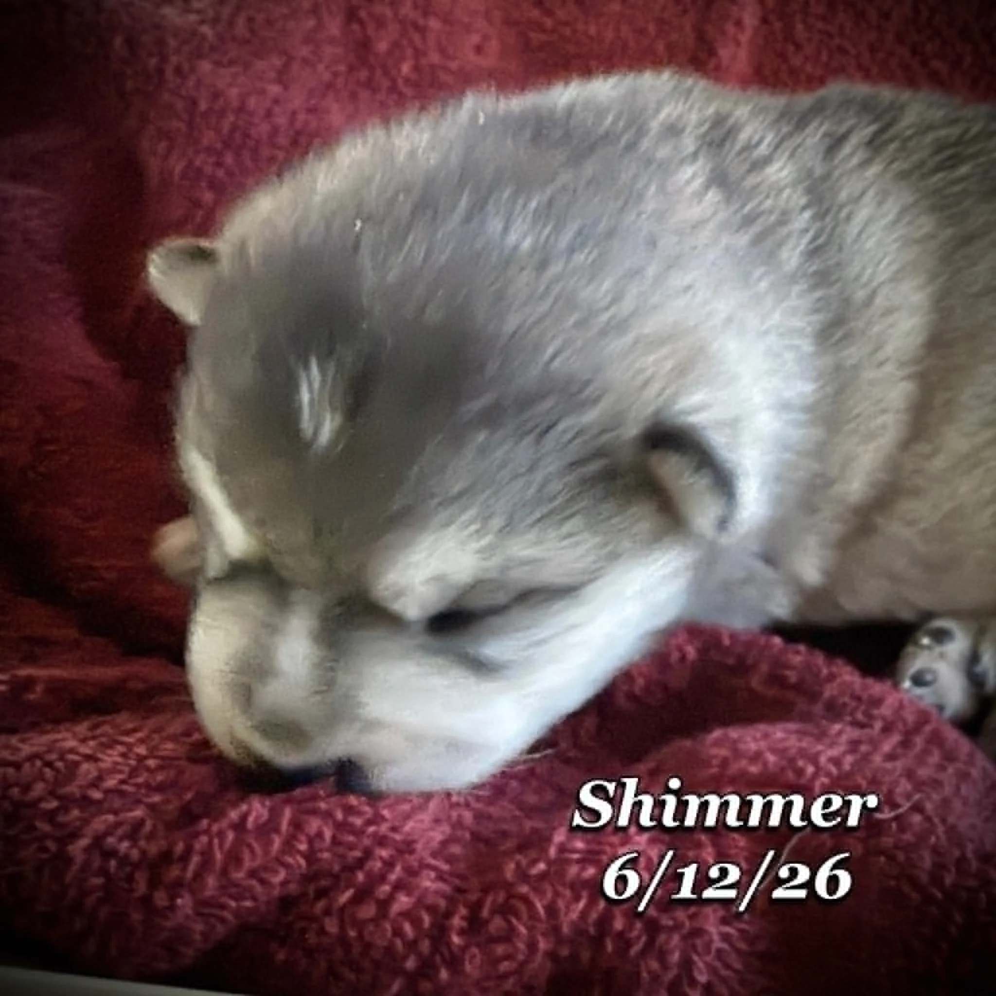 06-12 n shimmer b497aeae-3f5d-4f0b-9e2b-696323b74127.jfif