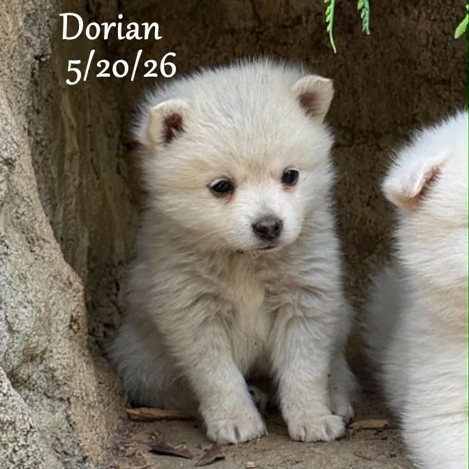 05-20 z dorian 7e837749-1fc7-4fa7-b113-db97d2cf5b97.jfif