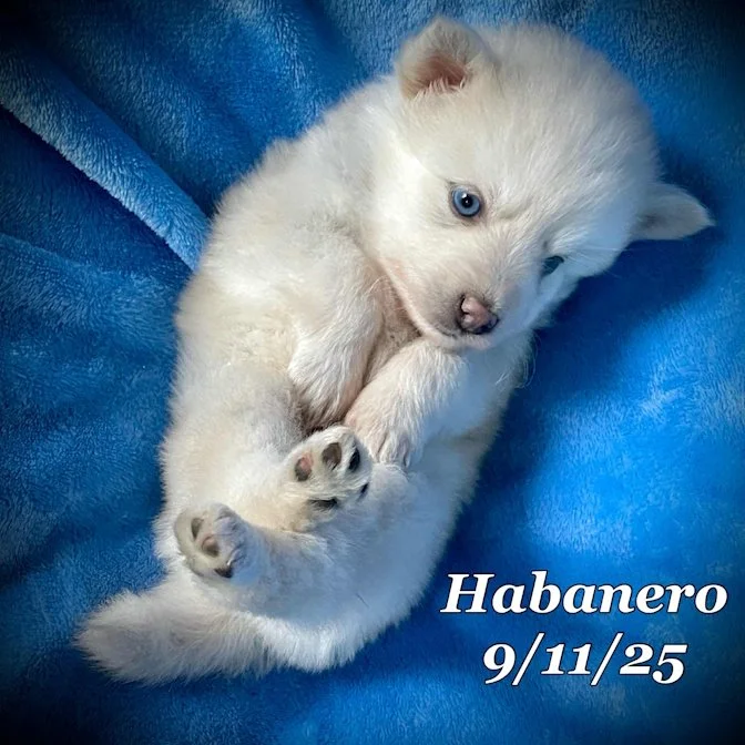 09-11 habanero 7c737a44-08a0-4f00-8a83-15e3a21bc2d1.jpg