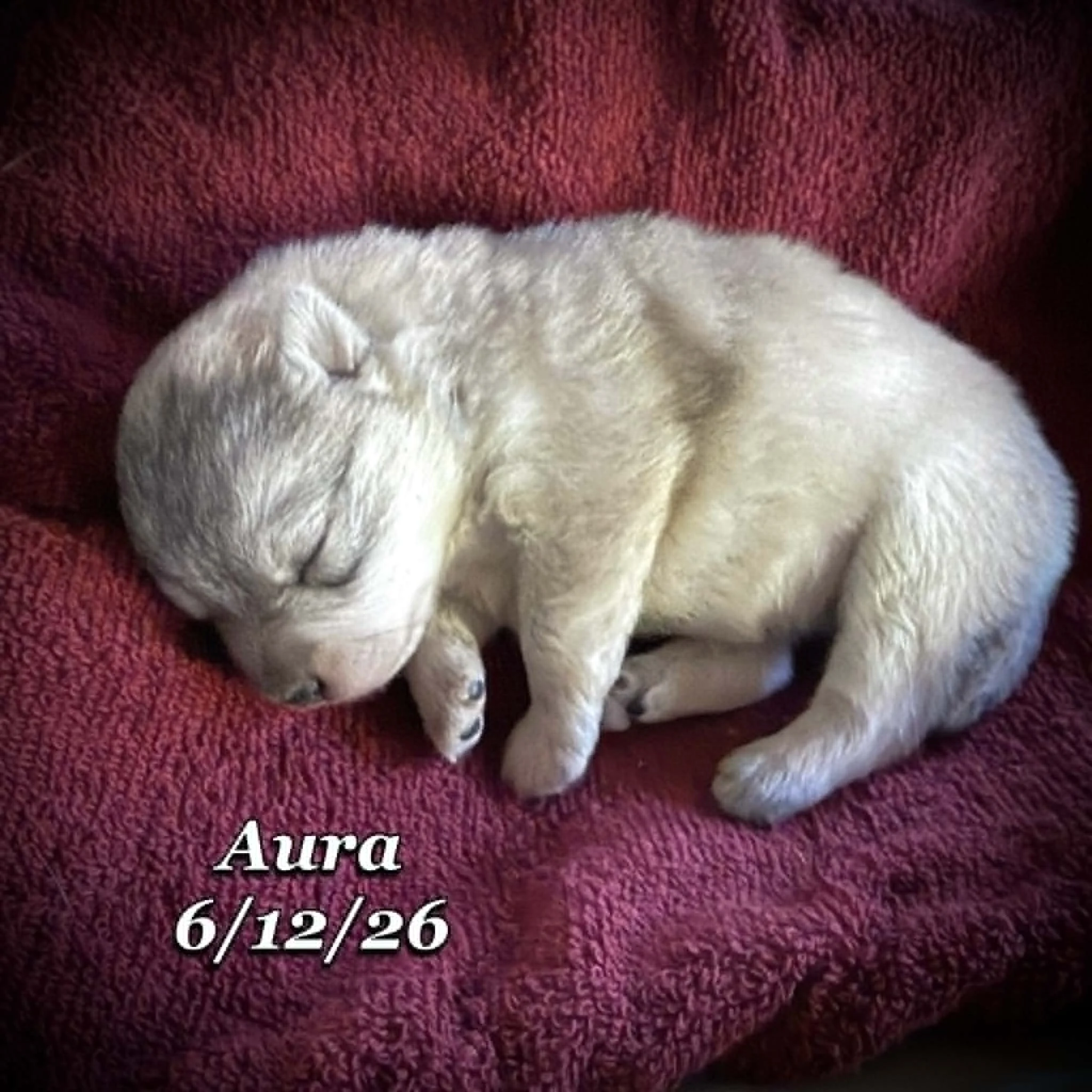 06-12 n aura 0ddee906-35a8-4b0e-ac41-83e99492da7a.jfif