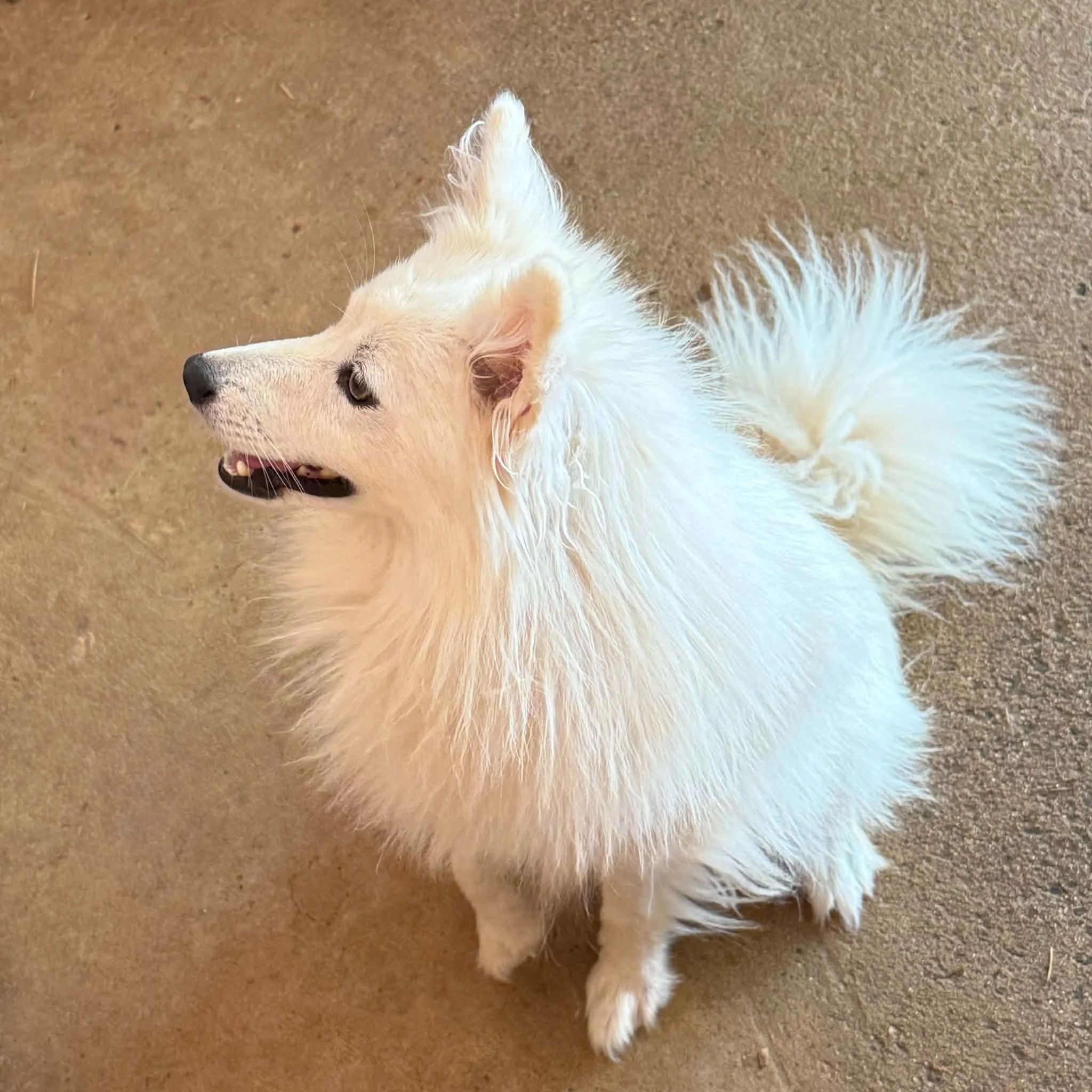 09-11 daisy 4818fa5e-f3f9-4189-a2cb-4b2a821008e7.jfif