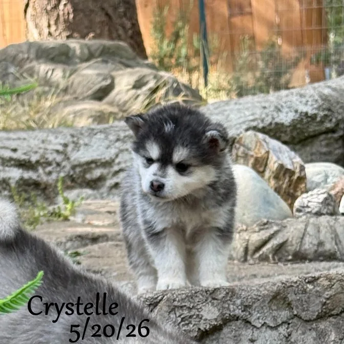 05-20 z crystelle 8ac3d4d8-1083-420b-bba2-768679611b2f.jfif