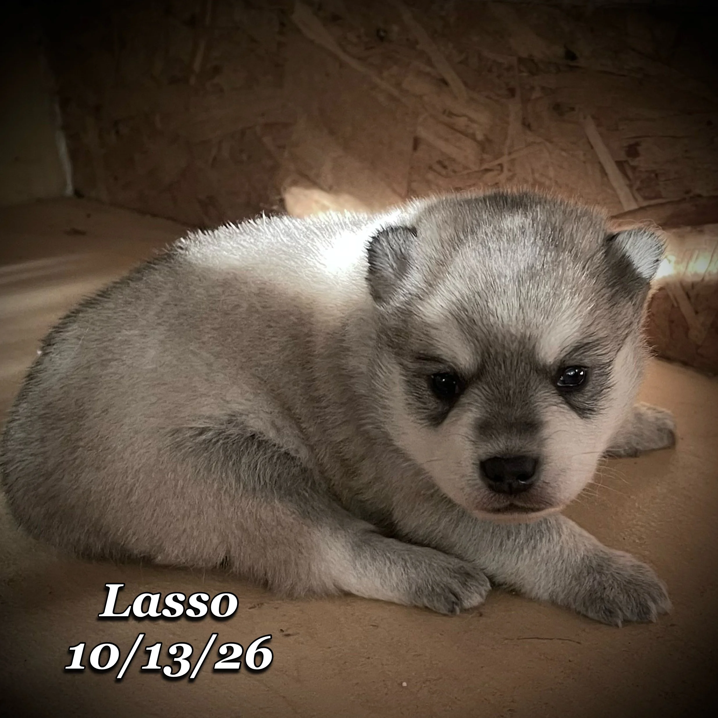 10-13 jd lasso phonto 20.JPG