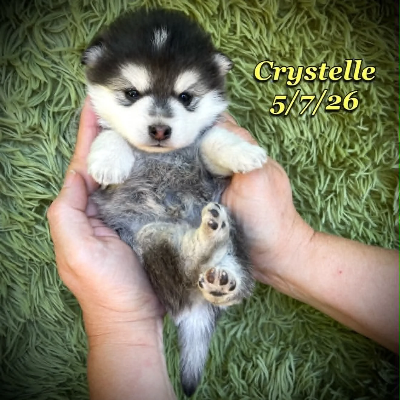 05-07 z crystelle b46fe192-502f-4c71-b5ac-5baccb3a6f9e.jfif