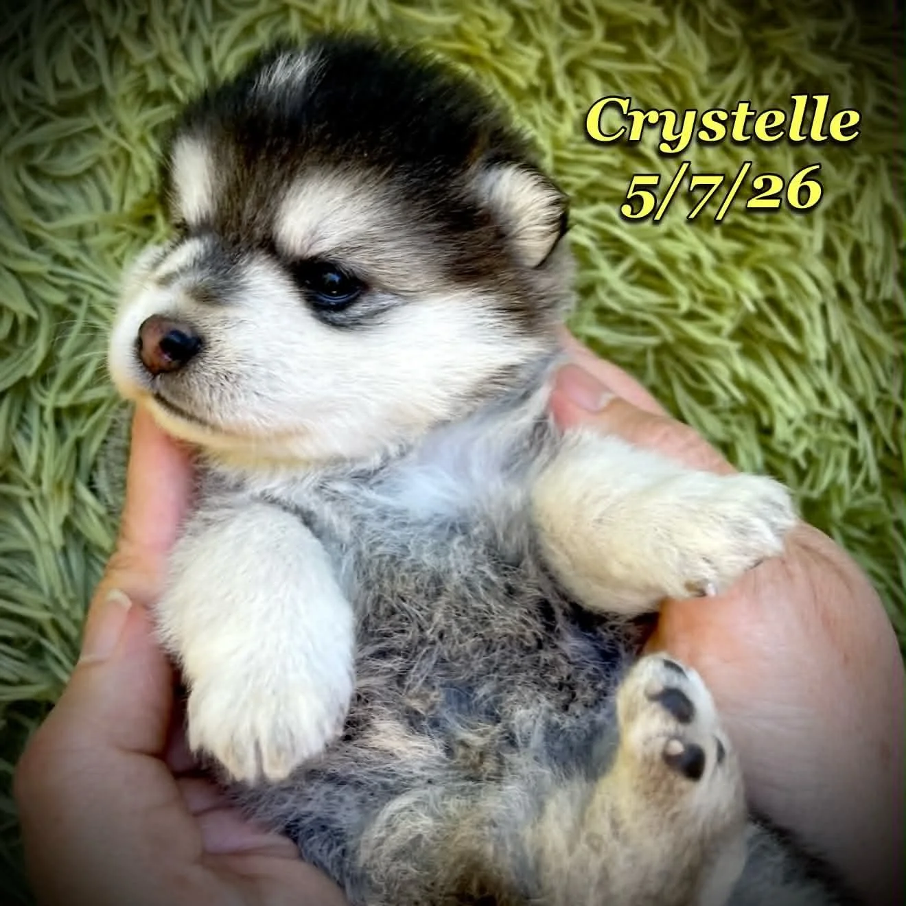 05-07 z crystelle 4e3de084-2780-4983-8de9-24c2f270e2f2.jfif