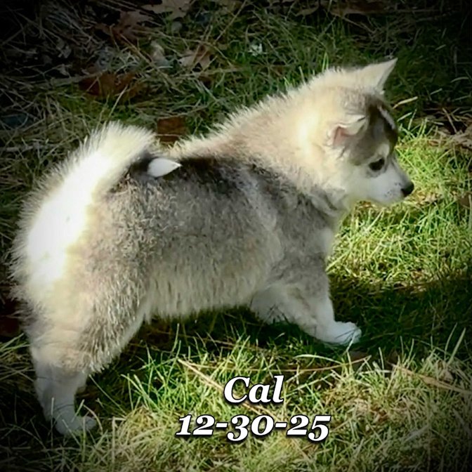 12-30 cal 50c2a62a-238c-49e7-9809-45022d430920.jfif