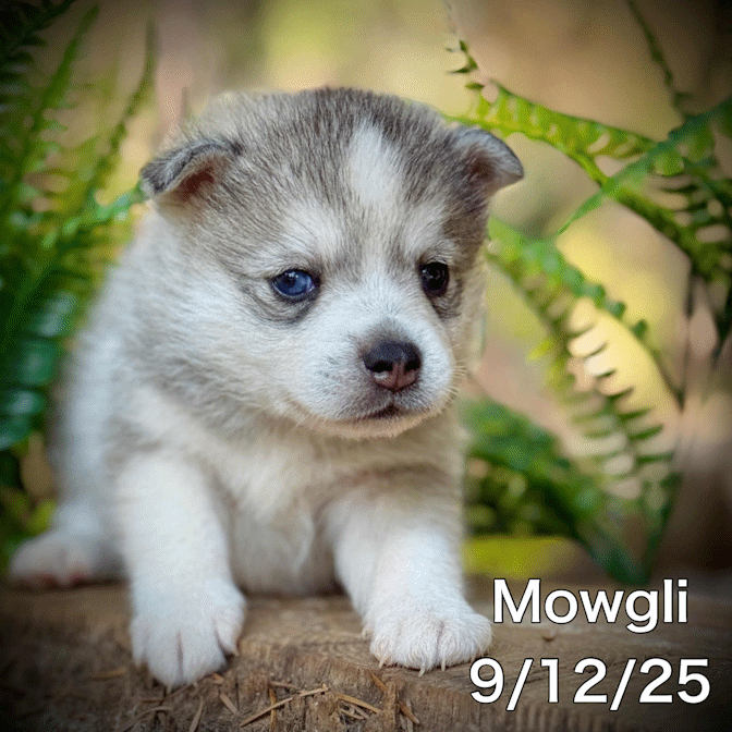 09-11 mowgli c8945b9b-ab62-4050-ac79-ff0f3b0a540d.gif