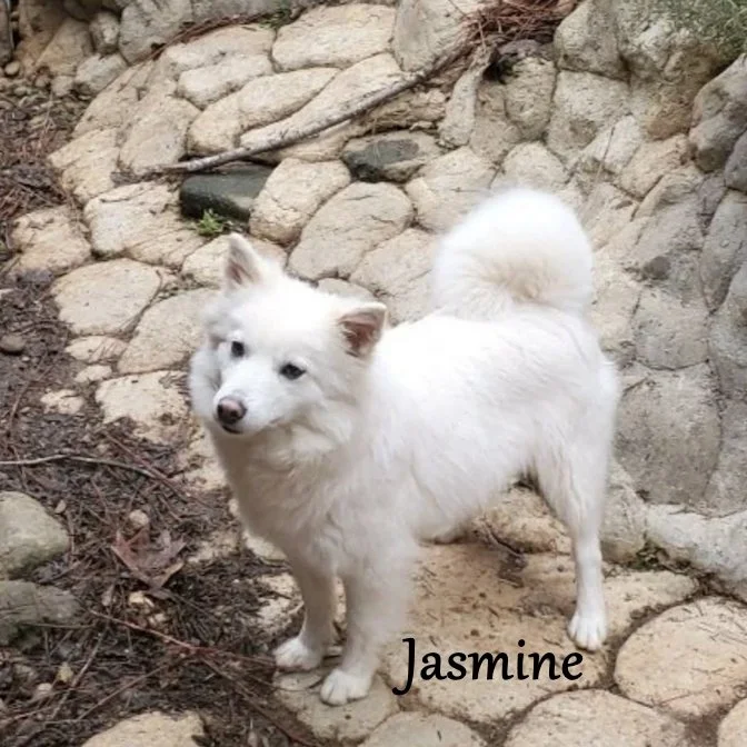 000 - jasmine d4fa3a07-b876-4db6-ad2e-de694d135487.jfif