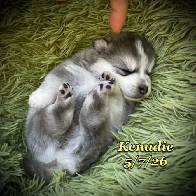 05-07 z kenadie 2cdadaf1-02a3-4edd-8ad9-d69df735fcf9.jfif