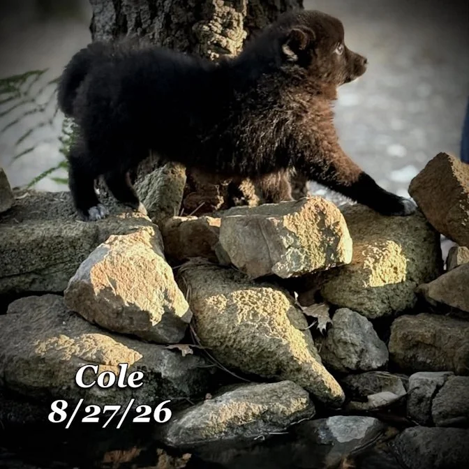 08-27 cole 1d775488-c72a-4c75-8d7f-23d459314074.jpg