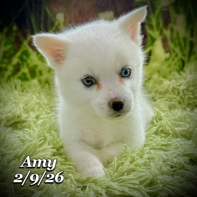 02-09 s amy 24028f49-6ffa-42a4-9d0b-e5937327edda.jfif