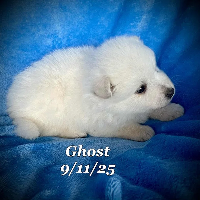 09-11 ghost f5071a81-6018-4470-855a-e70ac3b186b1.jpg