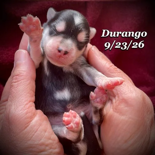 09-23 jd DURANGO 08.jpg