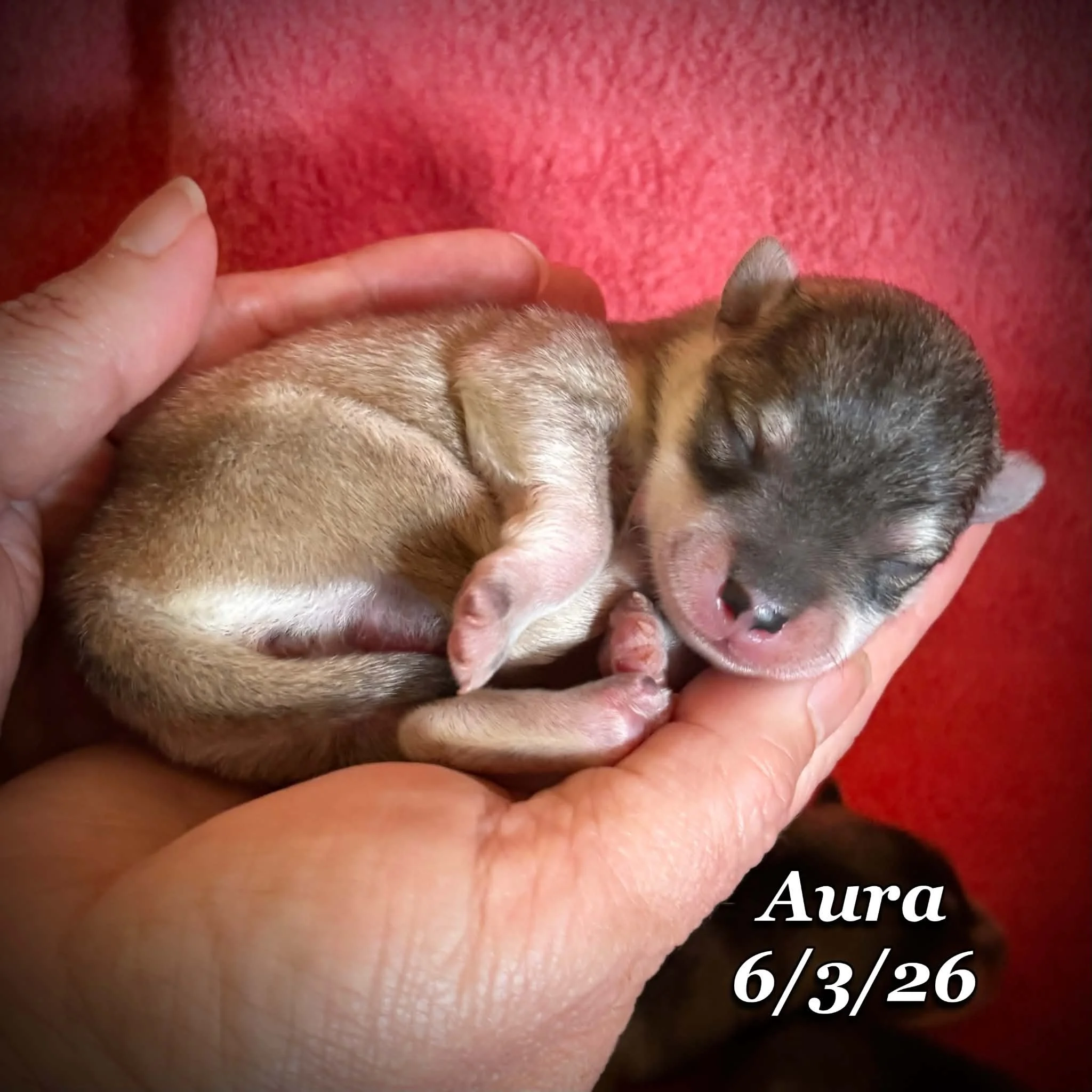 06-03 n aura 4e2ae790-66a9-4fce-aa8b-5ee63cc99a62.jfif