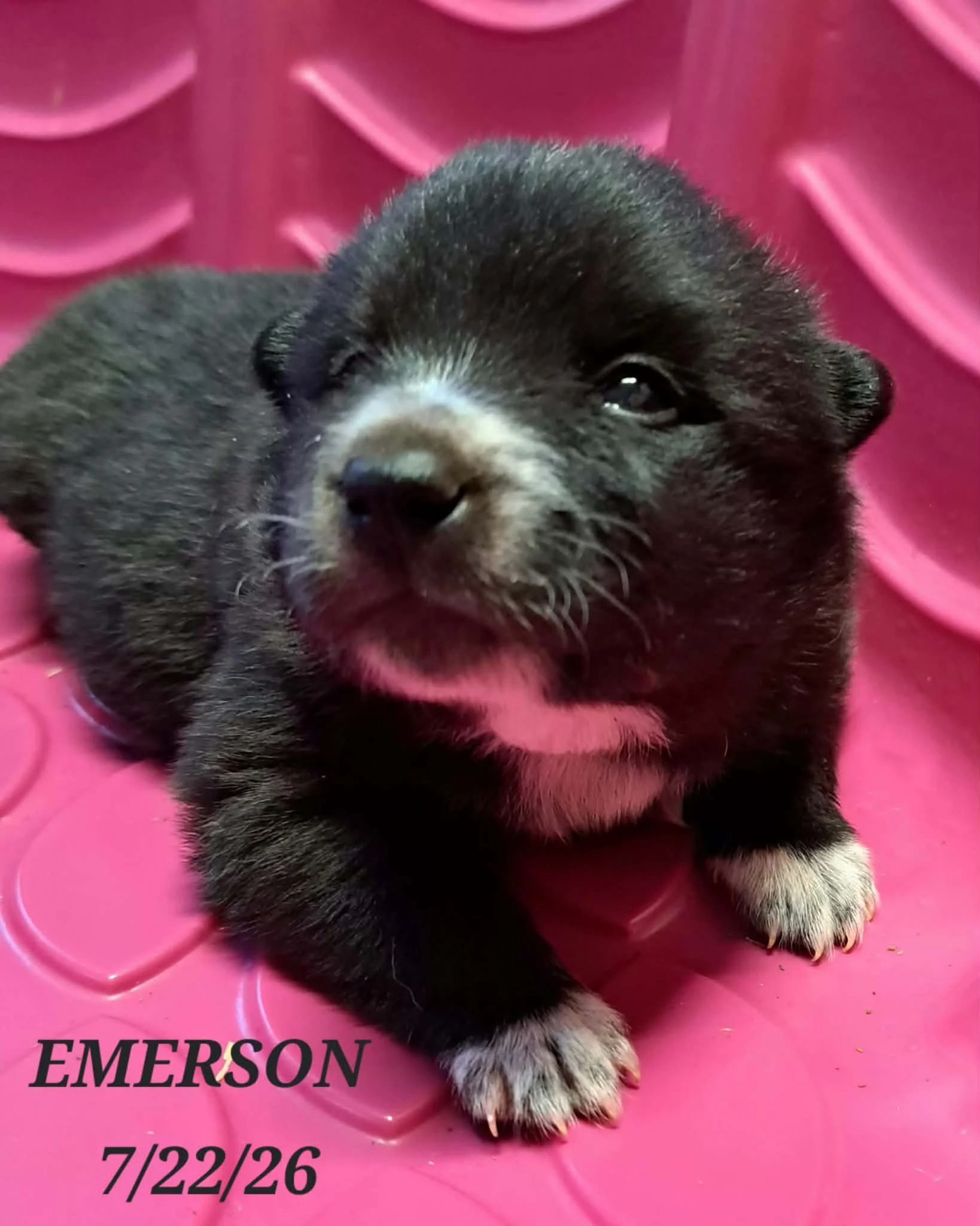 07-22 i emerson f94ebf9a-b967-4d7f-947d-2e02194f7841.jfif