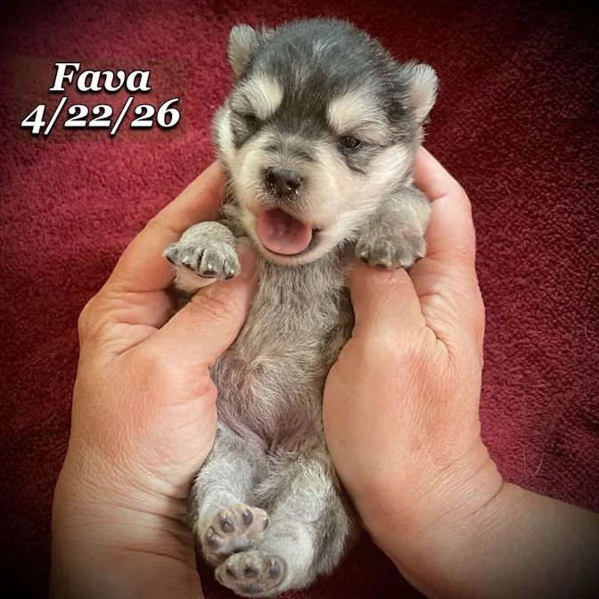 04-22 j fava fc476c96-b9d5-4ac8-8db6-cdbd7474c418.jfif