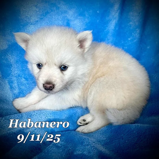 09-11 habanero bf1030ab-99dc-4bc9-9856-666ed435da11.jpg