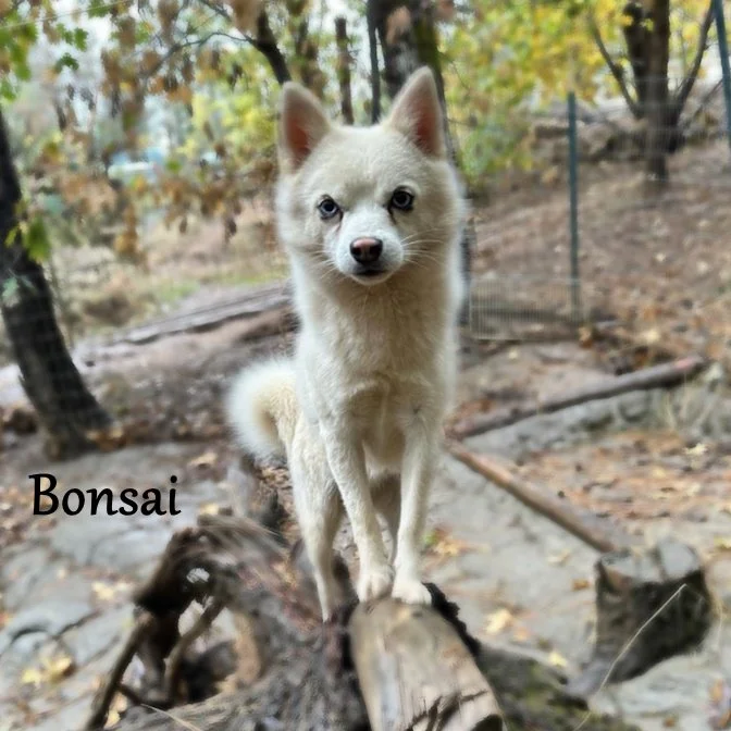 00 bonsai 462548714_1051091989823951_4315999967952866334_n.jpg