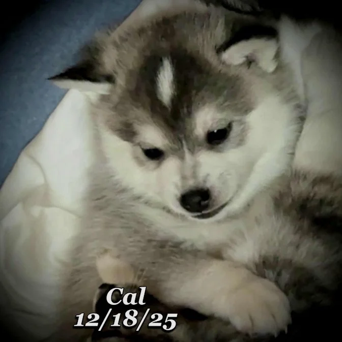 12-18 cal 9f6b5fc3-2748-4c92-8813-8efcaeb4be74.jfif